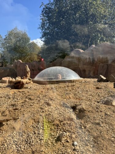 Whole School Trip to the Panto at Theatre Severn