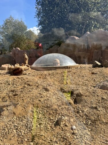 Whole School Trip to the Panto at Theatre Severn