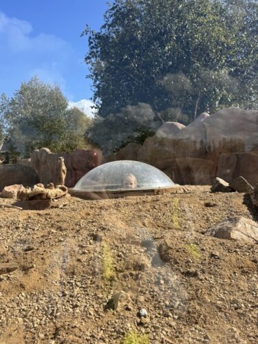 Whole School Trip to the Panto at Theatre Severn